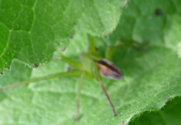 Micrommata virescens maschio